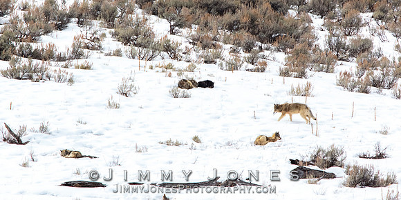 Shrimp Lake Pack Wolves