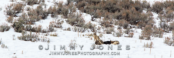 Shrimp Lake Pack Wolves