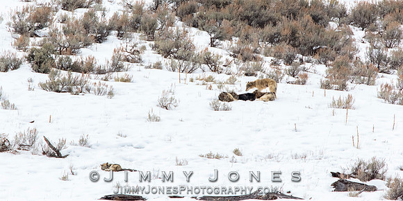Shrimp Lake Pack Wolves