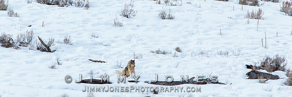 Shrimp Lake Pack Wolf