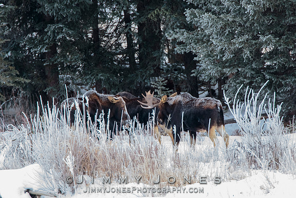 Moose