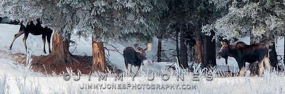 Moose