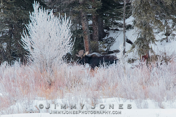 Bull Moose