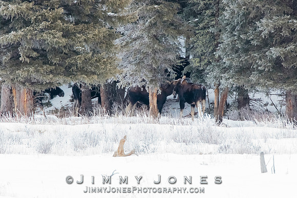 Moose Hideout