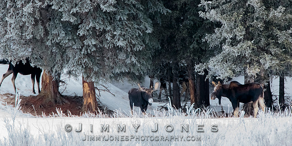 Moose