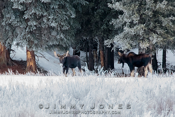 Moose