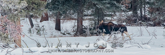 Moose