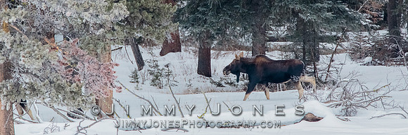 Silver Dollar Bull Moose