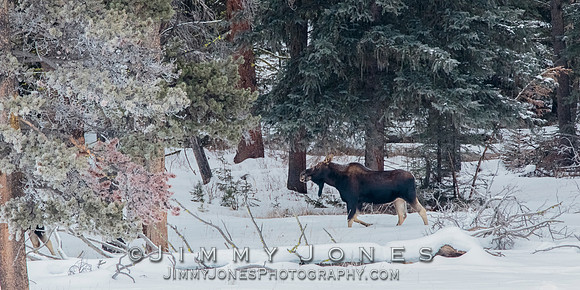 Silver Dollar Bull Moose