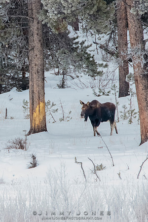 Moose