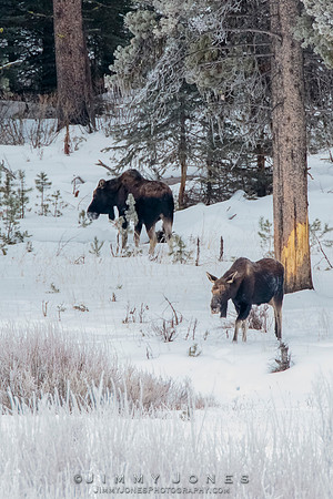 Moose