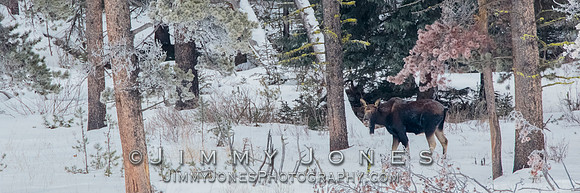 Moose