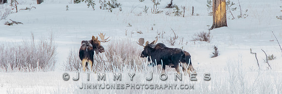 Moose