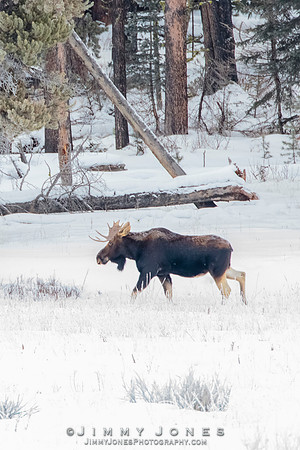 Moose
