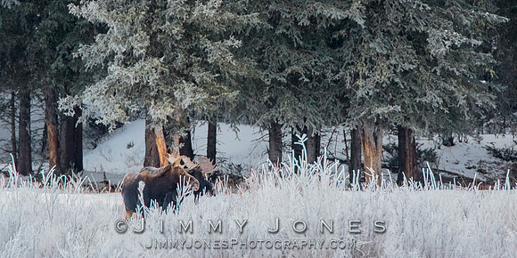 Moose