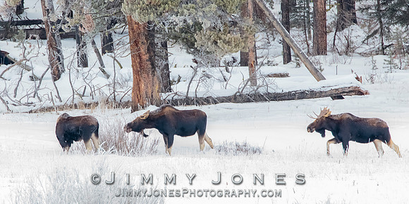 Moose