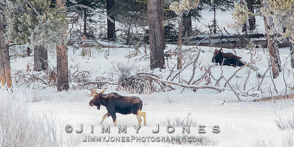 Moose