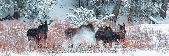 Moose Stampede