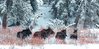 Moose Stampede