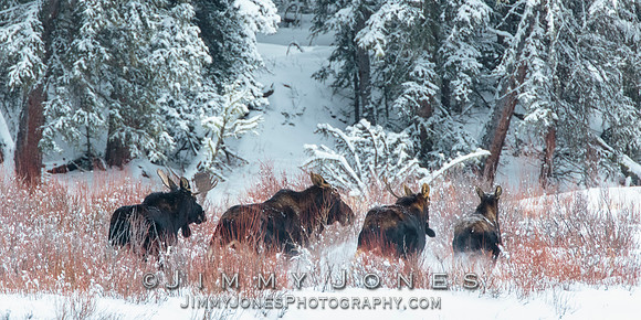 Moose Stampede