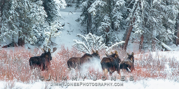 Moose Stampede