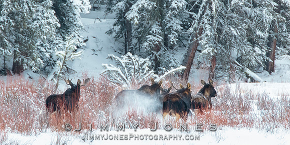 Moose Stampede