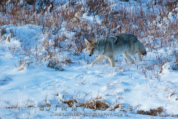 Coyote