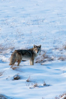 Coyote
