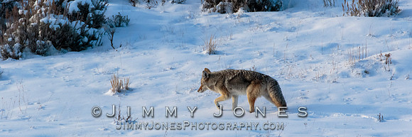 Coyote