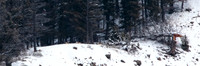 Shrimp Lake Pack Wolves Bedded