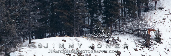 Shrimp Lake Pack Wolves Bedded