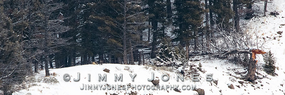 Shrimp Lake Pack Wolves Bedded