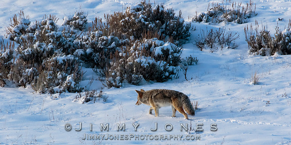 Coyote