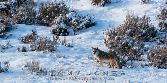 Coyote