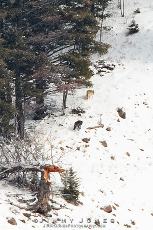 Shrimp Lake Pack Wolves