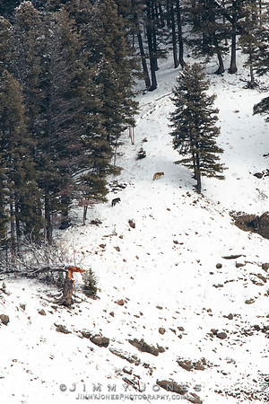 Shrimp Lake Pack Wolves