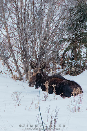 Bedded Moose Cow