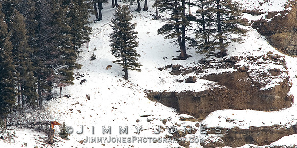 Shrimp Lake Pack Wolves