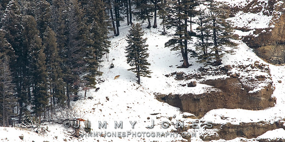 Shrimp Lake Pack Wolves