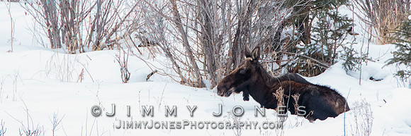 Bedded Moose Cow