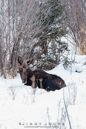 Bedded Moose Cow