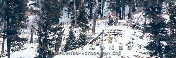 Shrimp Lake Pack Wolves