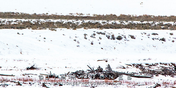 Shrimp Lake Pack Wolves