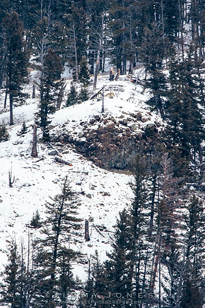 Shrimp Lake Pack Wolves