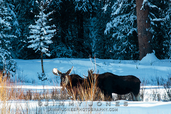 Bull Moose