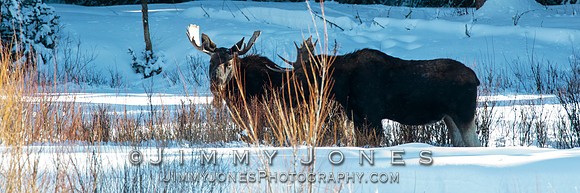 Bull Moose
