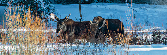 Bull Moose