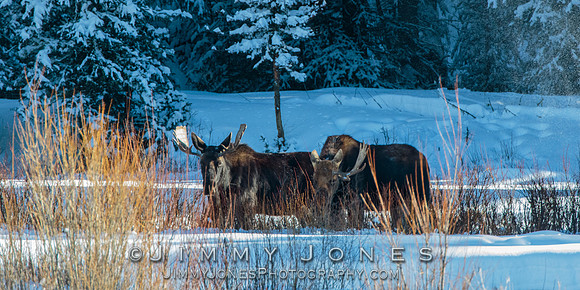 Bull Moose