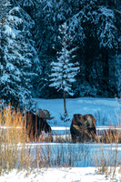 Bull Moose