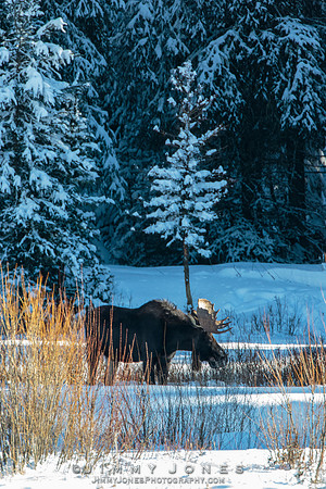 Bull Moose